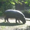 mini nijlpaard